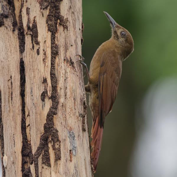 <h3><a href="/trips/costa-rica/biota/animalia/chordata/aves/040 passeriformes/004 furnariidae/dendrocincla fuliginosa/dendrocincla fuliginosa-nl.html">Dendrocincla&nbsp;fuliginosa</a> / Plain‑brown&nbsp;woodcreeper / Grijswangmuisspecht</h3>OM-1 Mark II met OLYMPUS M.150-400mm F4.5 TC, 1/640 sec  bij F5.6, ISO 4000, afstand 10.3&nbsp;m